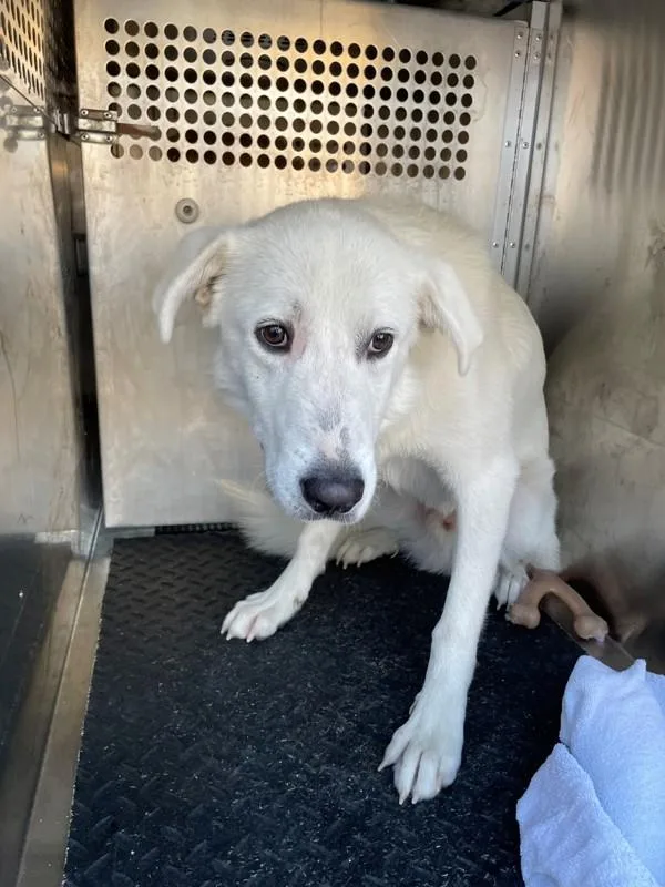A young large-sized male Great Pyrenees dog named Orion for adoption in Austin, TX
