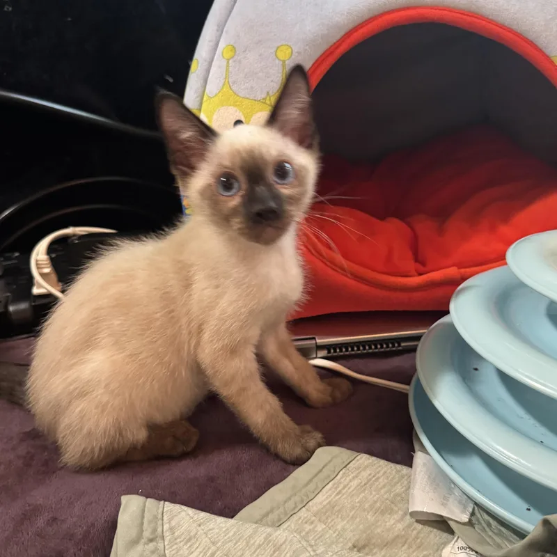 A baby medium-sized male Chocolate Point Siamese cat named Julies Chocolate Point for adoption in Glendora, CA