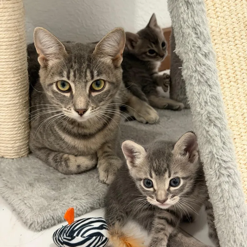 A young medium-sized female Gray / Blue / Silver Domestic Short Hair cat named Mama Izzy Houston for adoption in Denver, CO