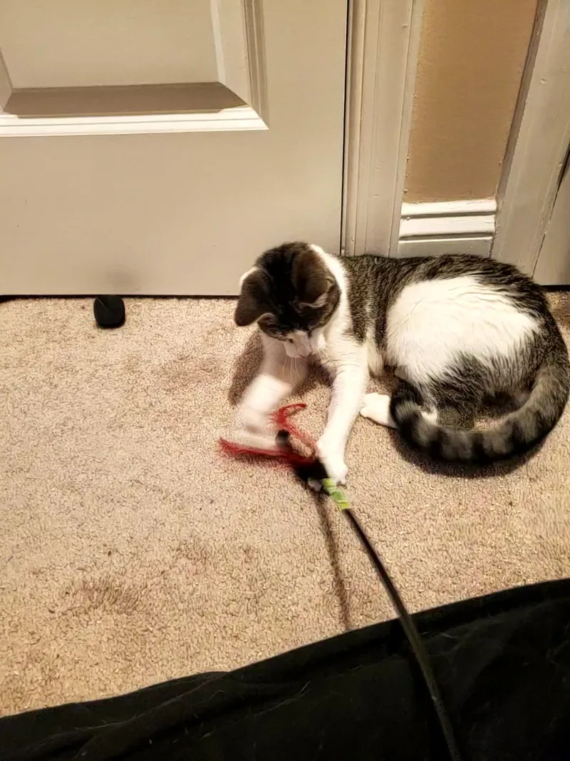 A young medium-sized female Tabby (Gray / Blue / Silver) Domestic Short Hair cat named Zinnia for adoption in Baltimore, MD