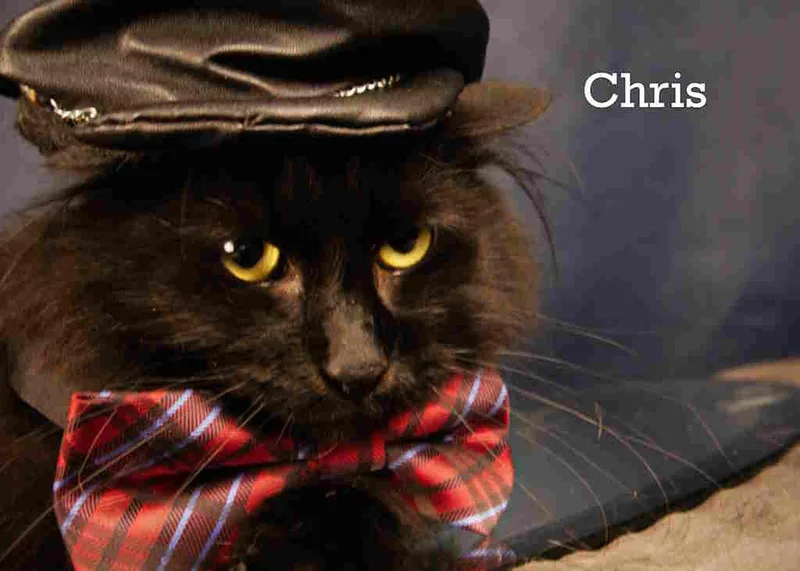 A young medium-sized male Black Domestic Long Hair cat named Chris for adoption in York, NE