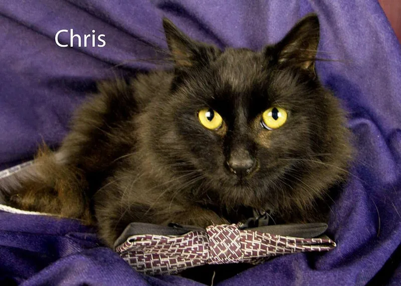 Chris thumbnail 4