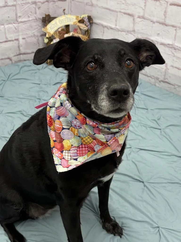 Buzzy Boo thumbnail 2