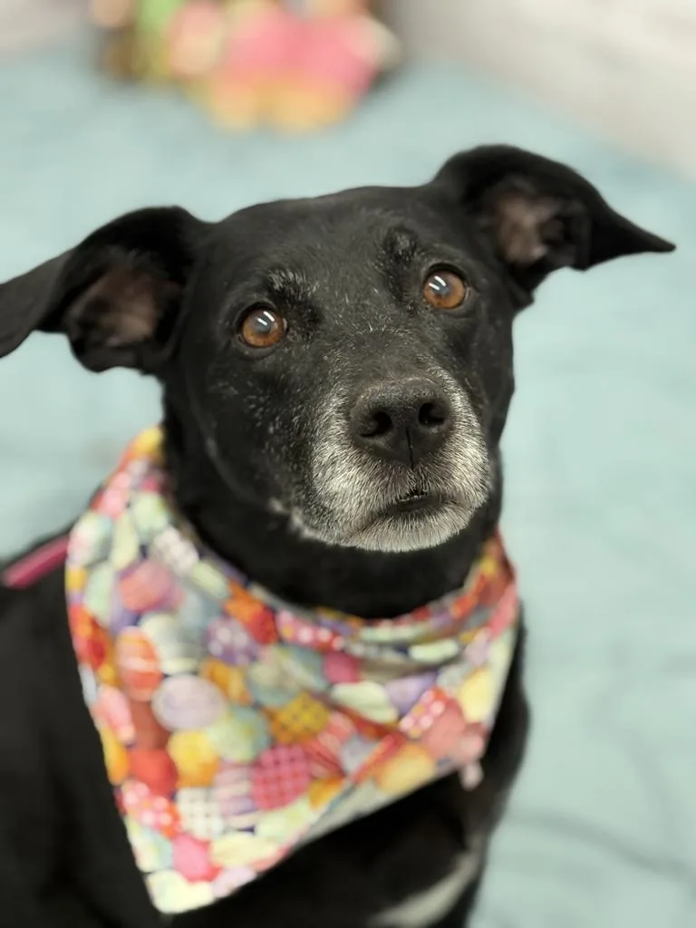 Buzzy Boo thumbnail 3