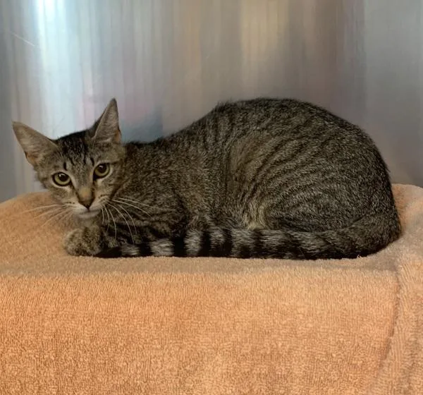A young small-sized female Domestic Short Hair cat named Mrs Puff for adoption in Oakland, CA