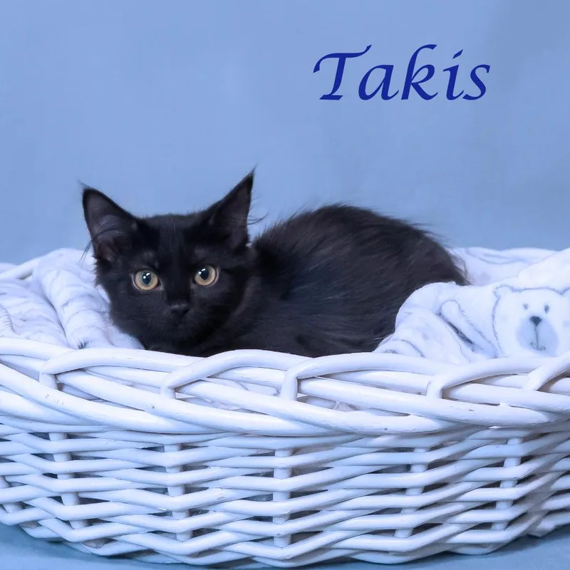 Takis C thumbnail 2