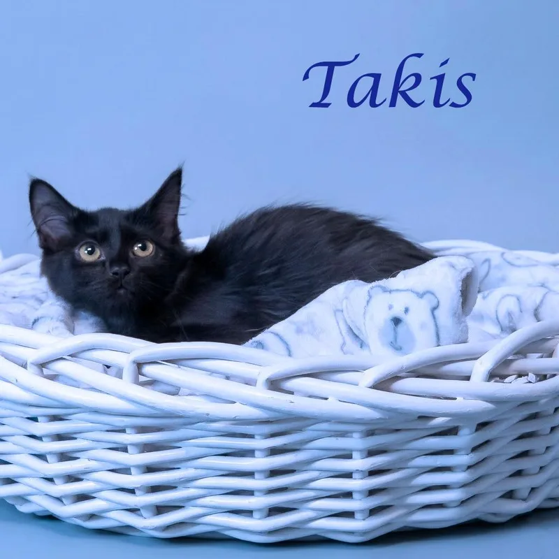 Takis C thumbnail 3