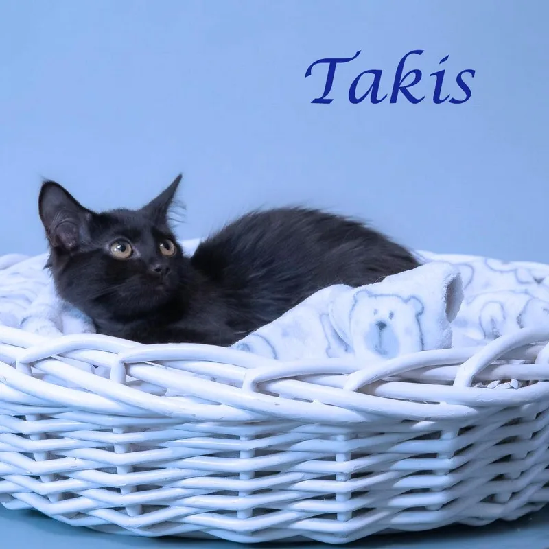 Takis C thumbnail 4