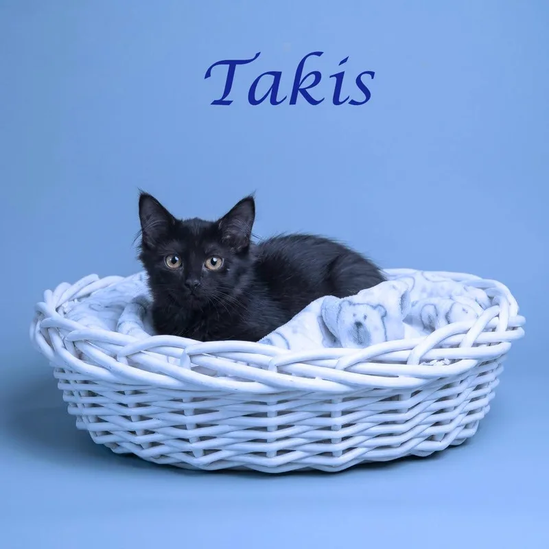 Takis C thumbnail 5