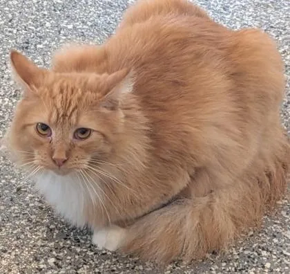 A young small-sized male Domestic Short Hair cat named Pierre for adoption in Shawano, WI