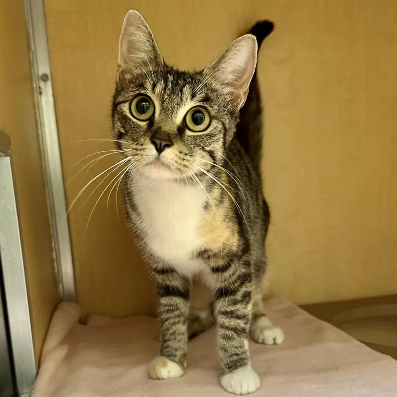 A young medium-sized female Brown / Chocolate Domestic Short Hair cat named Your Favorite Brunch Date for adoption in Chesapeake, VA