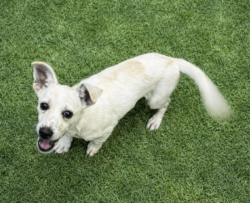 A baby small-sized male Jack Russell Terrier dog named Tyson for adoption in Waldorf, MD