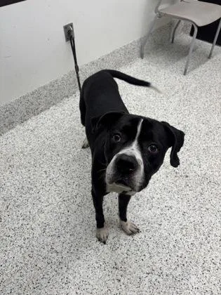 An adult medium-sized male Mixed Breed dog named Doofy for adoption in Atlanta, GA