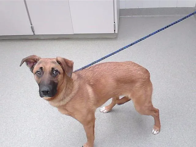 A young small-sized male German Shepherd Dog dog named Catdog for adoption in Omaha, NE