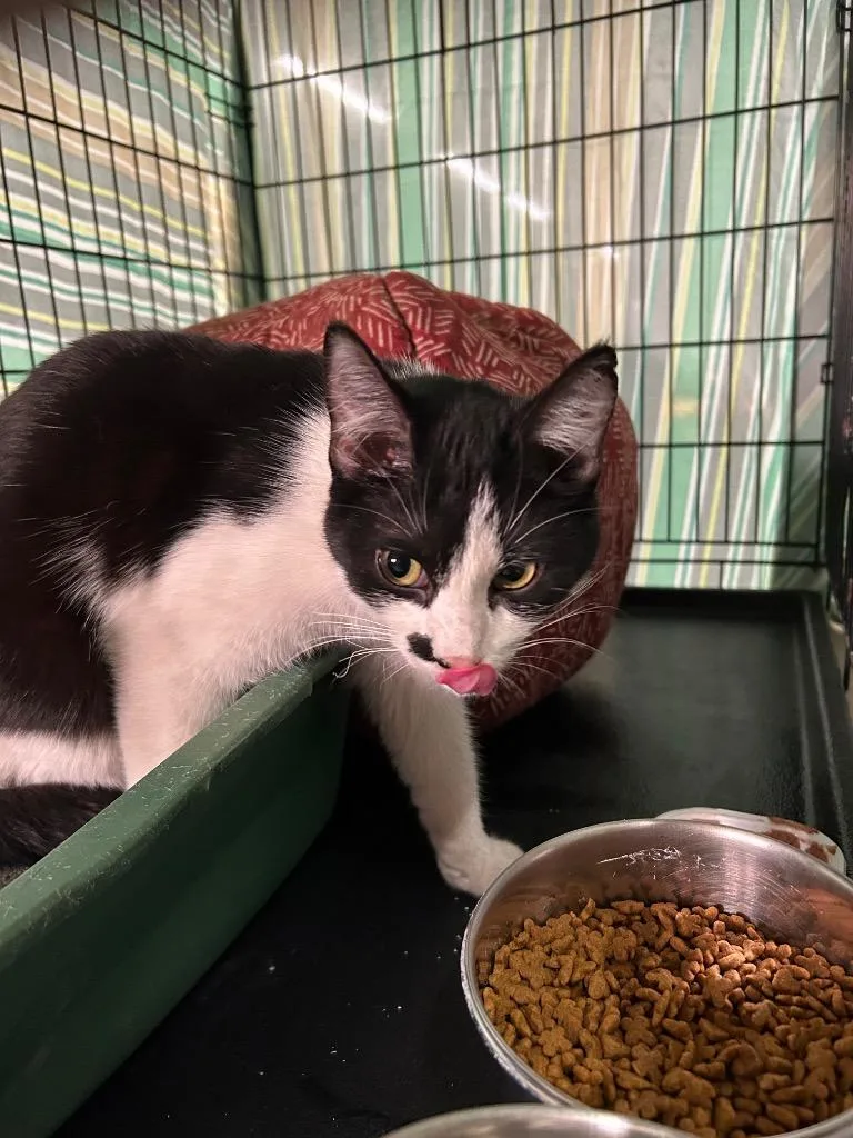 A baby medium-sized female Domestic Short Hair cat named Black White Girl for adoption in Portland, IN
