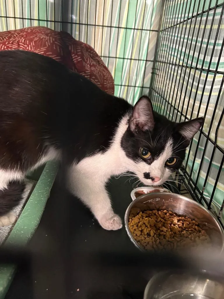 Black White Girl thumbnail 2