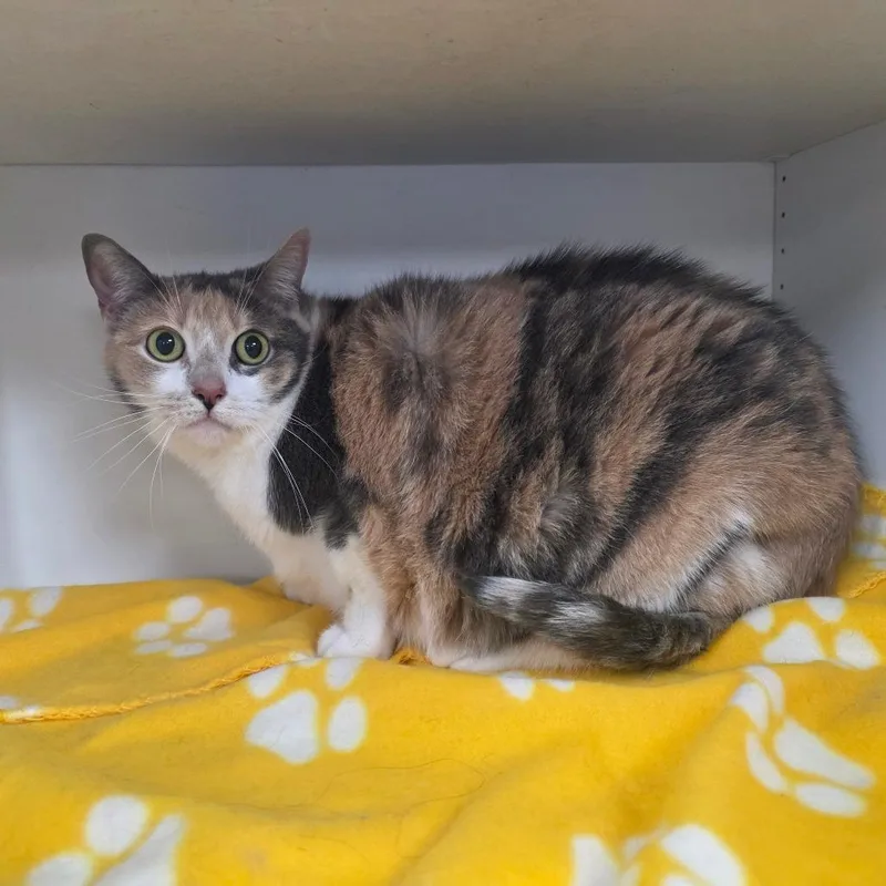 A senior small-sized female Calico Domestic Short Hair cat named Dolly for adoption in Duncan, OK