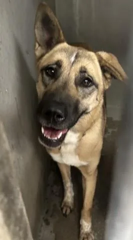 A young large-sized female German Shepherd Dog dog named Lucy for adoption in San Bernardino, CA