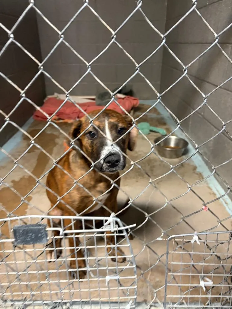 A baby medium-sized female Boxer dog named Bree for adoption in Ada, OK