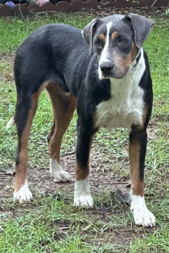 A young large-sized male Mixed Breed dog named Dutch for adoption in Rome, GA