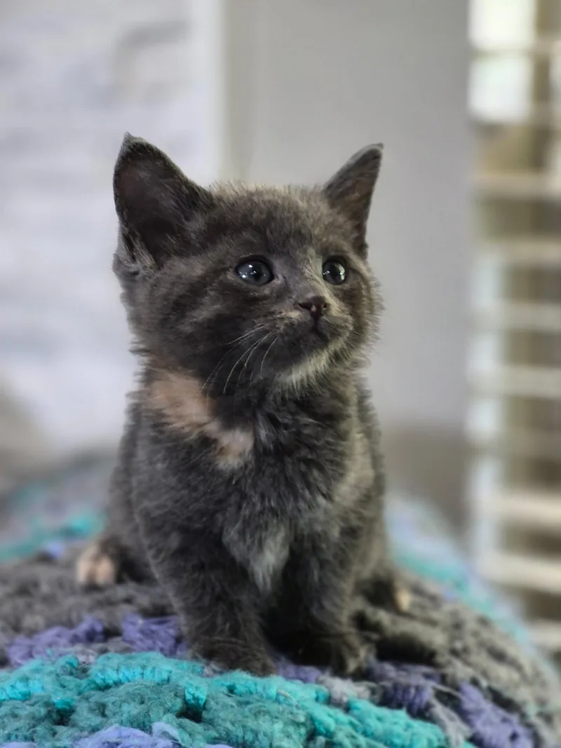 A baby large-sized female Dilute Tortoiseshell Tortoiseshell cat named Georgia for adoption in White Lake, MI