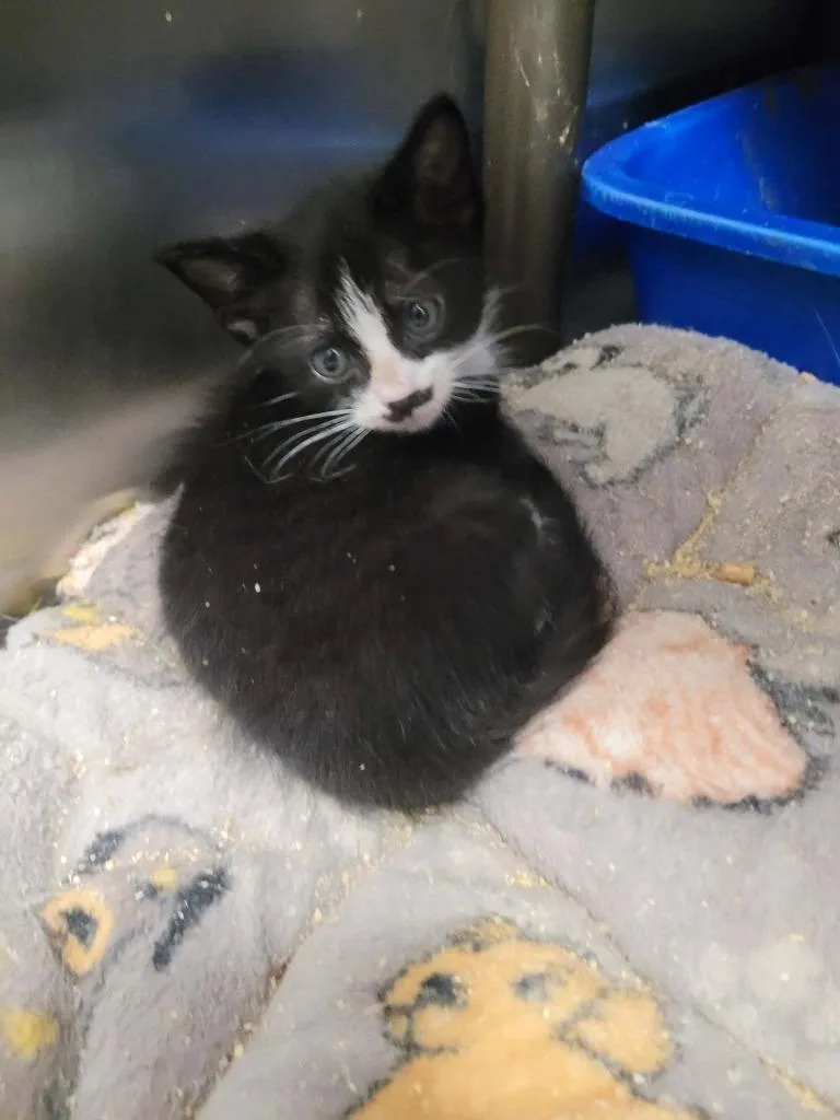 A baby medium-sized female Domestic Short Hair cat named November for adoption in Republic, MO