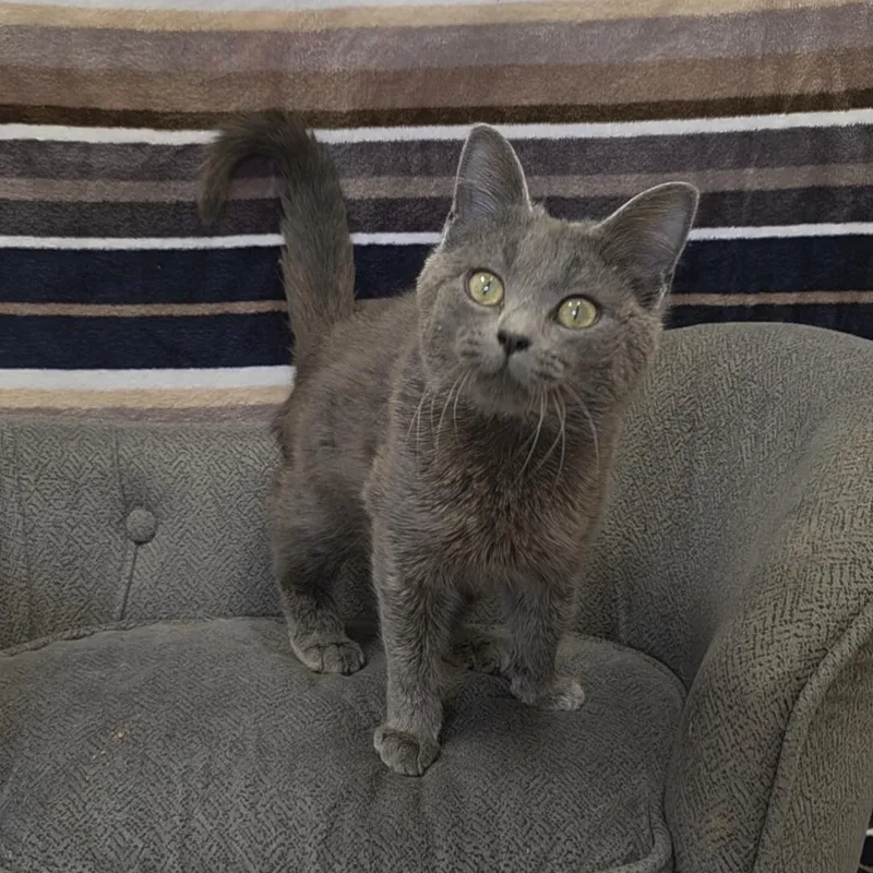 A young medium-sized female Gray / Blue / Silver Domestic Short Hair cat named Dottie for adoption in Red Wing, MN