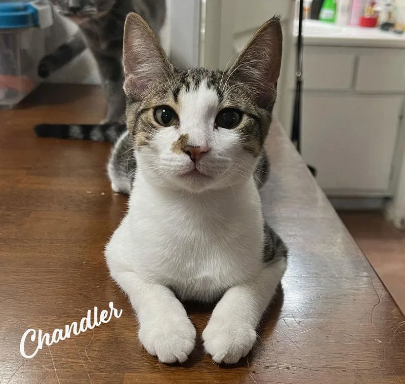 Chandler Mrbrighteyes