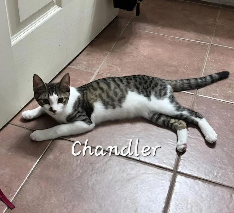 Chandler Mrbrighteyes thumbnail 6