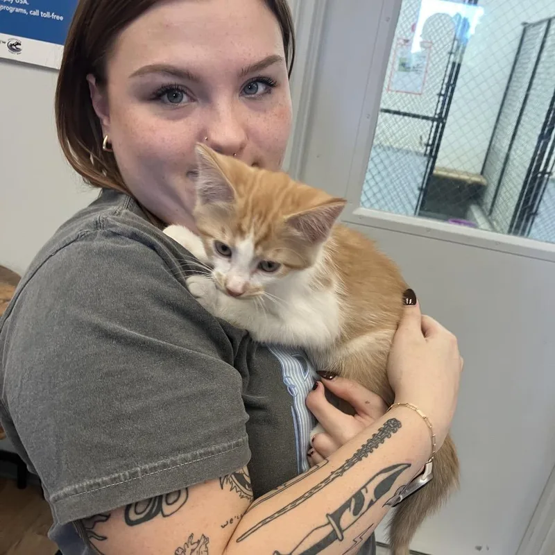A baby small-sized male Orange / Red Domestic Short Hair cat named Mason for adoption in Morganfield, KY
