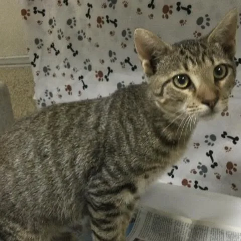 A baby small-sized male Domestic Short Hair cat named Zack for adoption in Riverside, CA