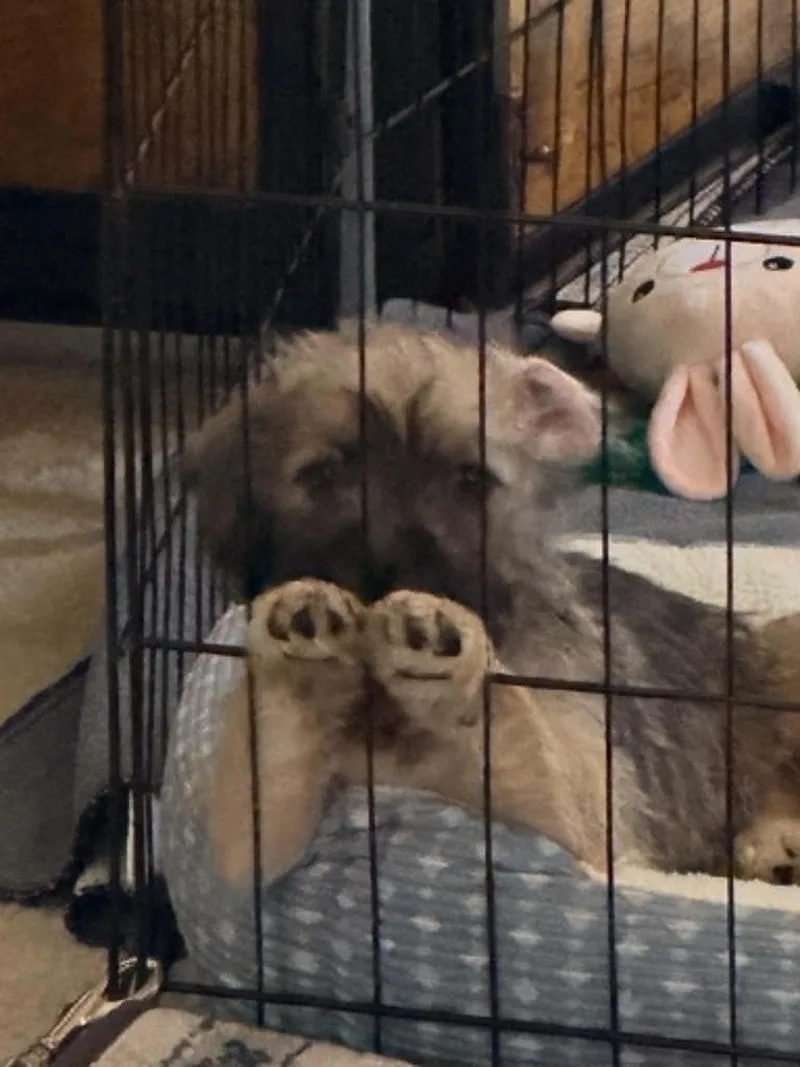 A baby small-sized male Chihuahua dog named George for adoption in Visalia, CA