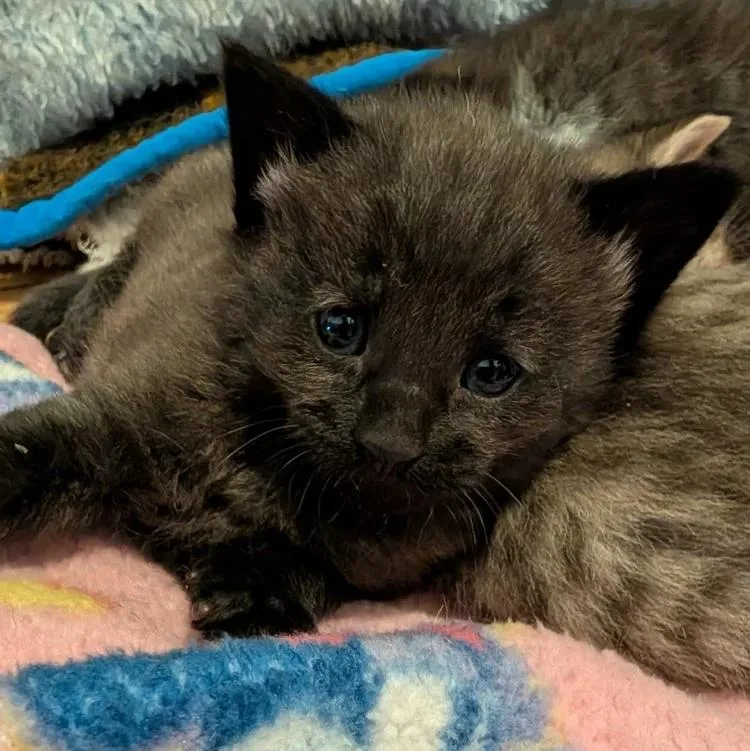 A young medium-sized female Black Domestic Medium Hair cat named Onyx for adoption in Davison, MI