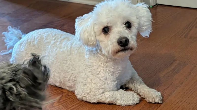 An adult small-sized male White / Cream Maltipoo dog named Chico Springfield for adoption in O Fallon, IL