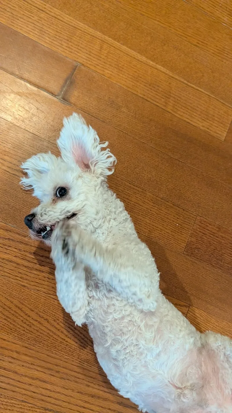 Chico Springfield thumbnail 4