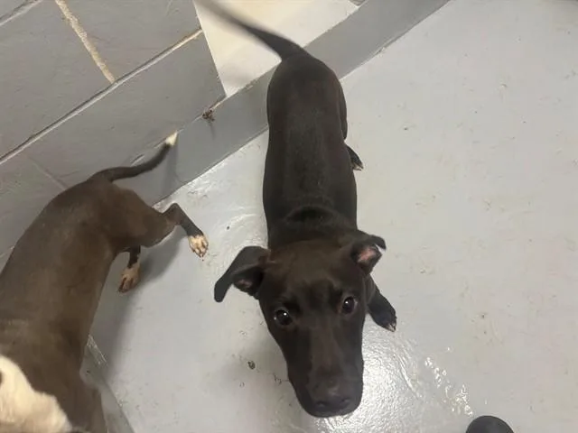 A baby small-sized male Pit Bull Terrier dog named Ken for adoption in Augusta, GA