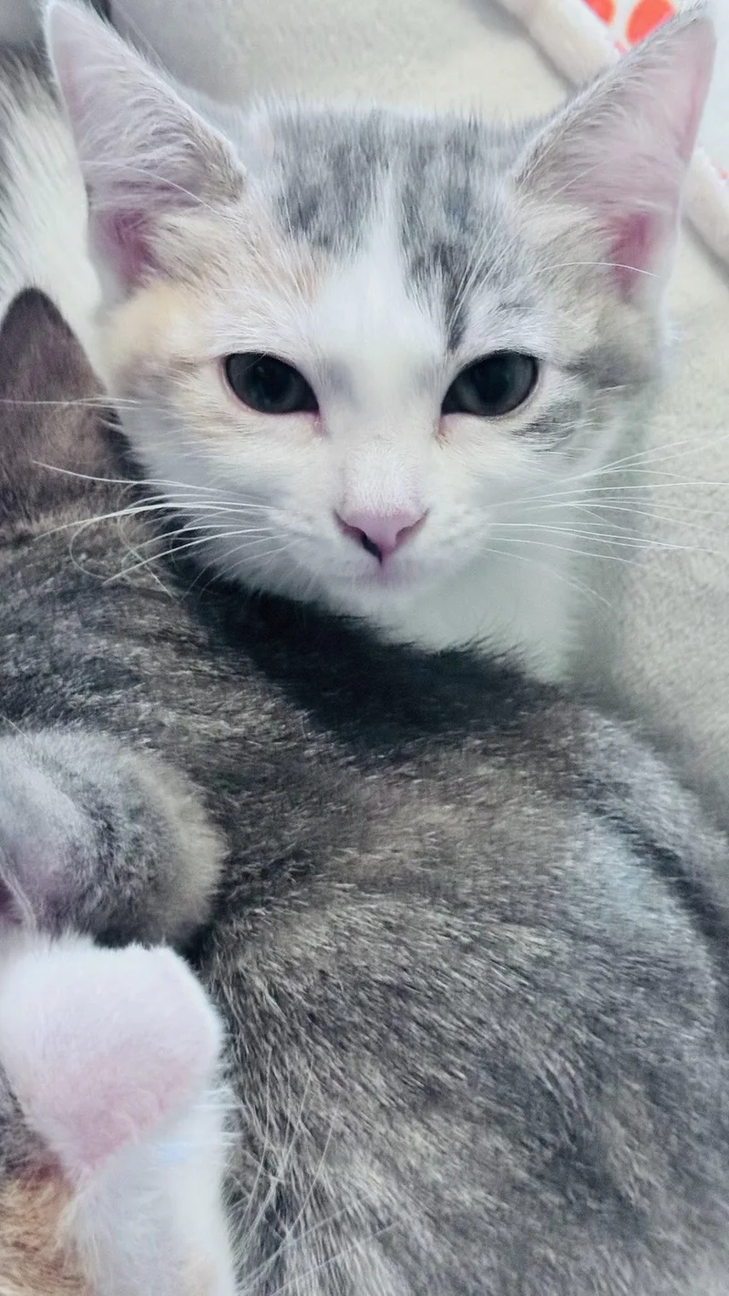 A baby medium-sized female Domestic Short Hair cat named Priscilla for adoption in Frisco, TX