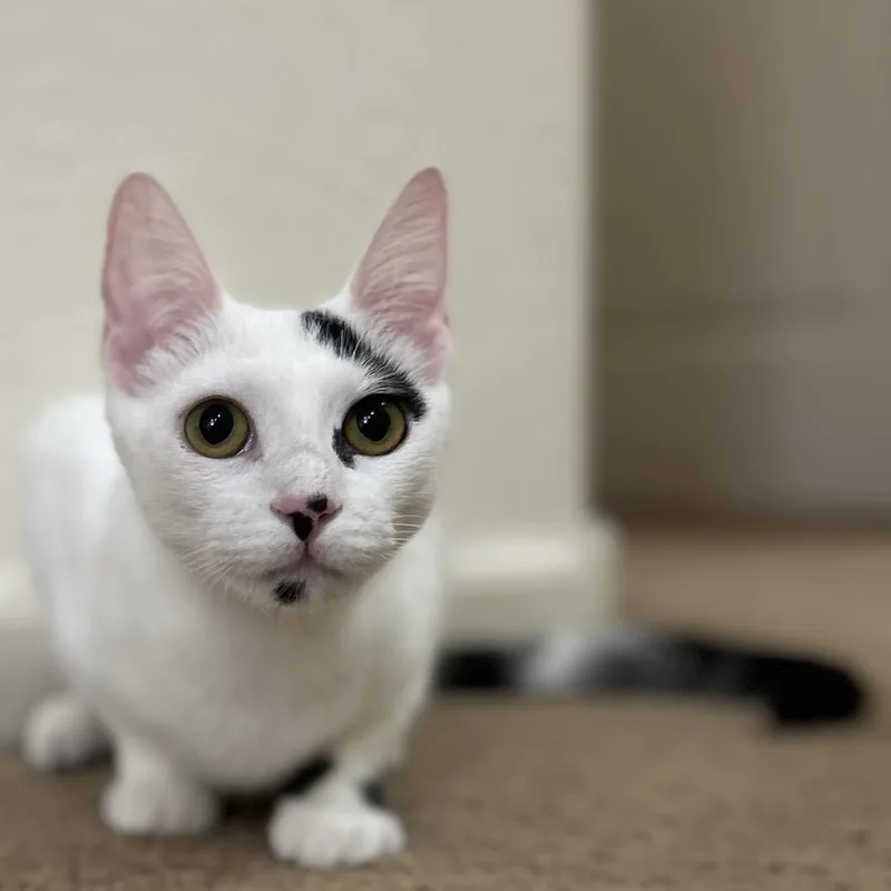 A young small-sized female White Domestic Short Hair cat named Bessie Mcmoo Bonded To for adoption in Chandler, AZ
