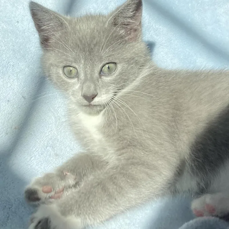 A baby small-sized female Gray / Blue / Silver Domestic Short Hair cat named Bowrunner for adoption in Fredericksburg, VA