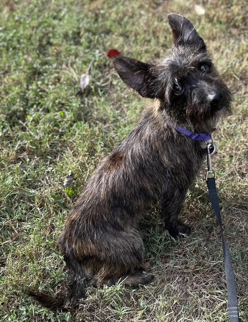 A baby small-sized male Cairn Terrier dog named Michie for adoption in Cookeville, TN