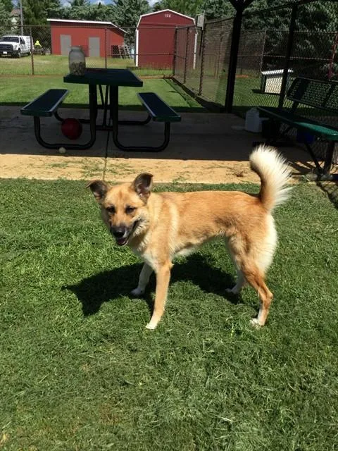 An adult large-sized female German Shepherd Dog dog named Reba for adoption in Appling, GA