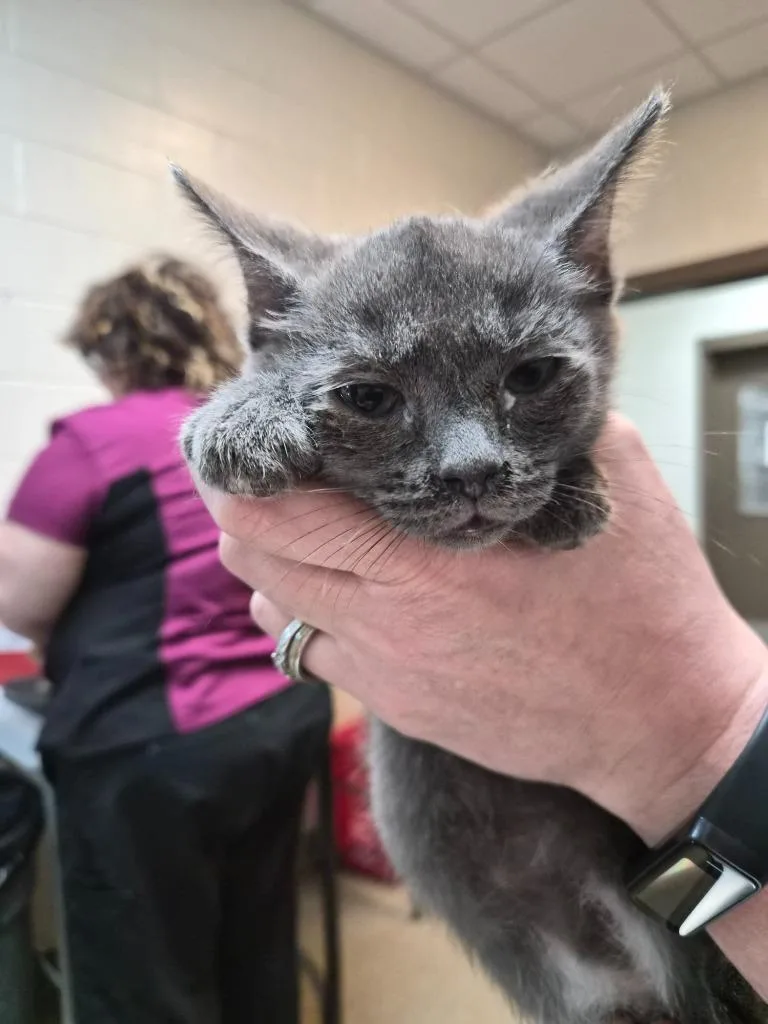 A young small-sized male Domestic Short Hair cat named Bautista for adoption in Rome, GA