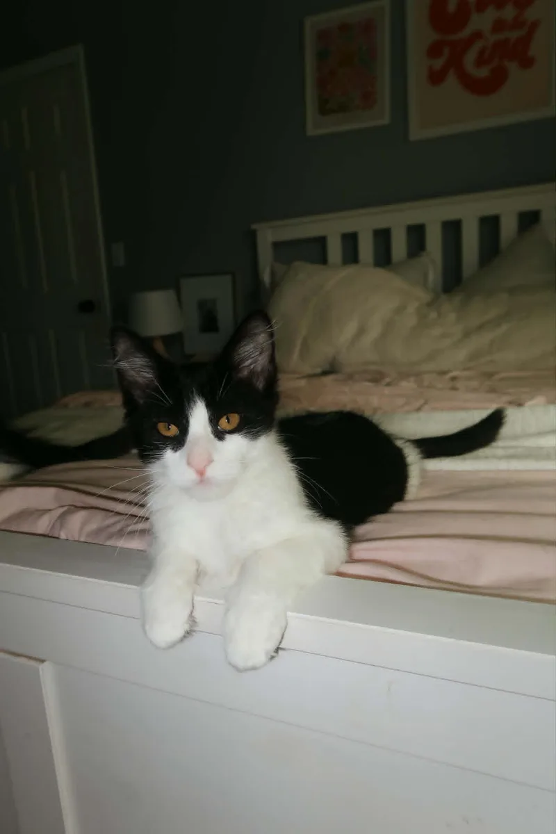 A baby medium-sized female Black & White / Tuxedo Domestic Short Hair cat named Kayda for adoption in Overland Park, KS