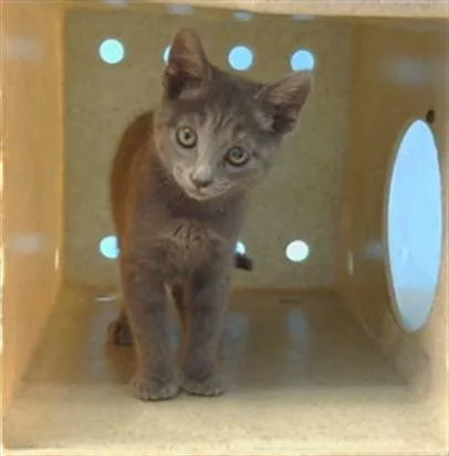 A baby small-sized male Domestic Short Hair cat named Nyles for adoption in Gardena, CA