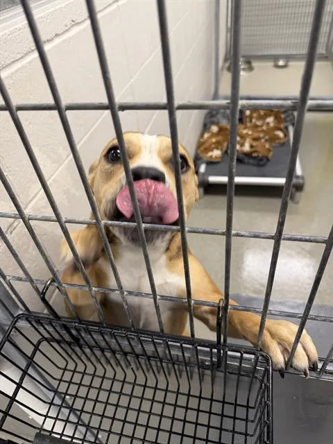 A young medium-sized female American Bulldog dog named Zelda for adoption in Omaha, NE