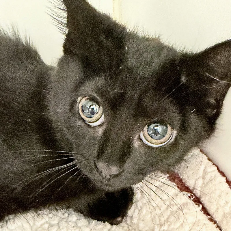 A baby small-sized female Black Domestic Short Hair cat named Laura for adoption in Oakland, CA