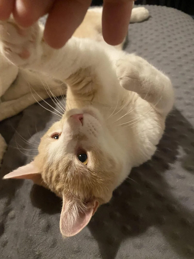 An adult large-sized male Domestic Short Hair cat named Hobbes for adoption in Phoenix, AZ