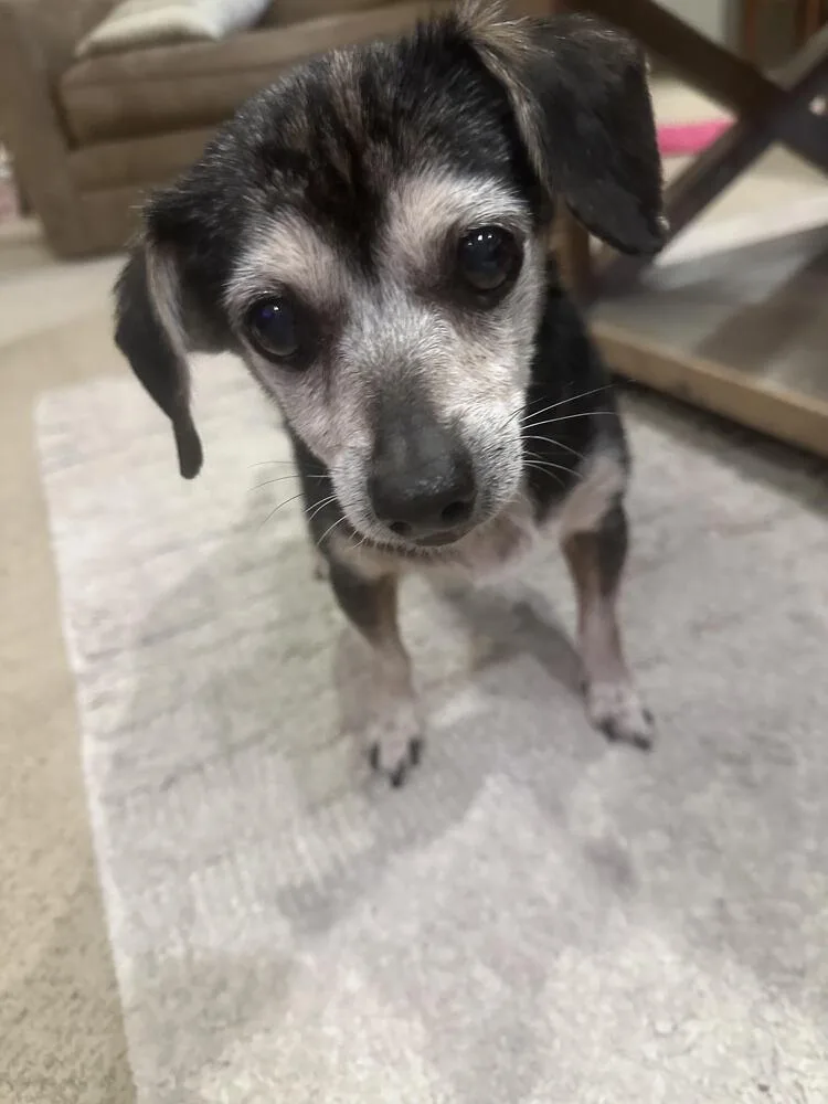 Little Debbie thumbnail 3