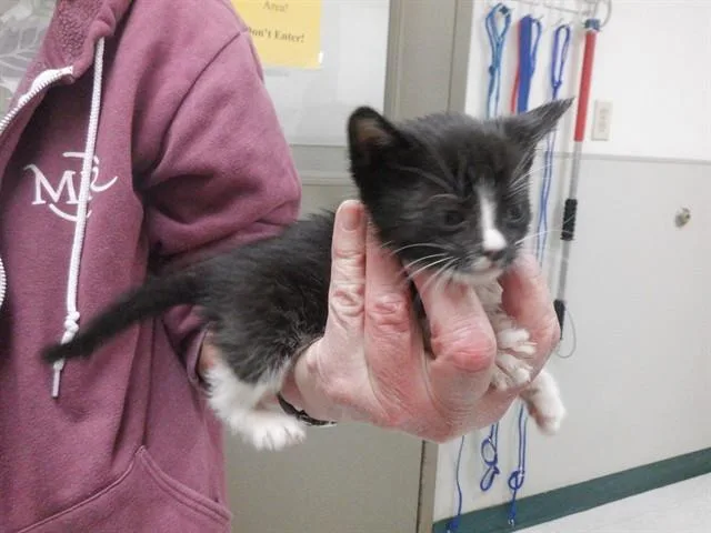 A baby small-sized female Domestic Short Hair cat named Kammie for adoption in Oroville, CA