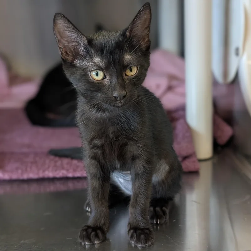 A baby medium-sized female Black Domestic Short Hair cat named Paula Reduced Fee for adoption in Jefferson, WI